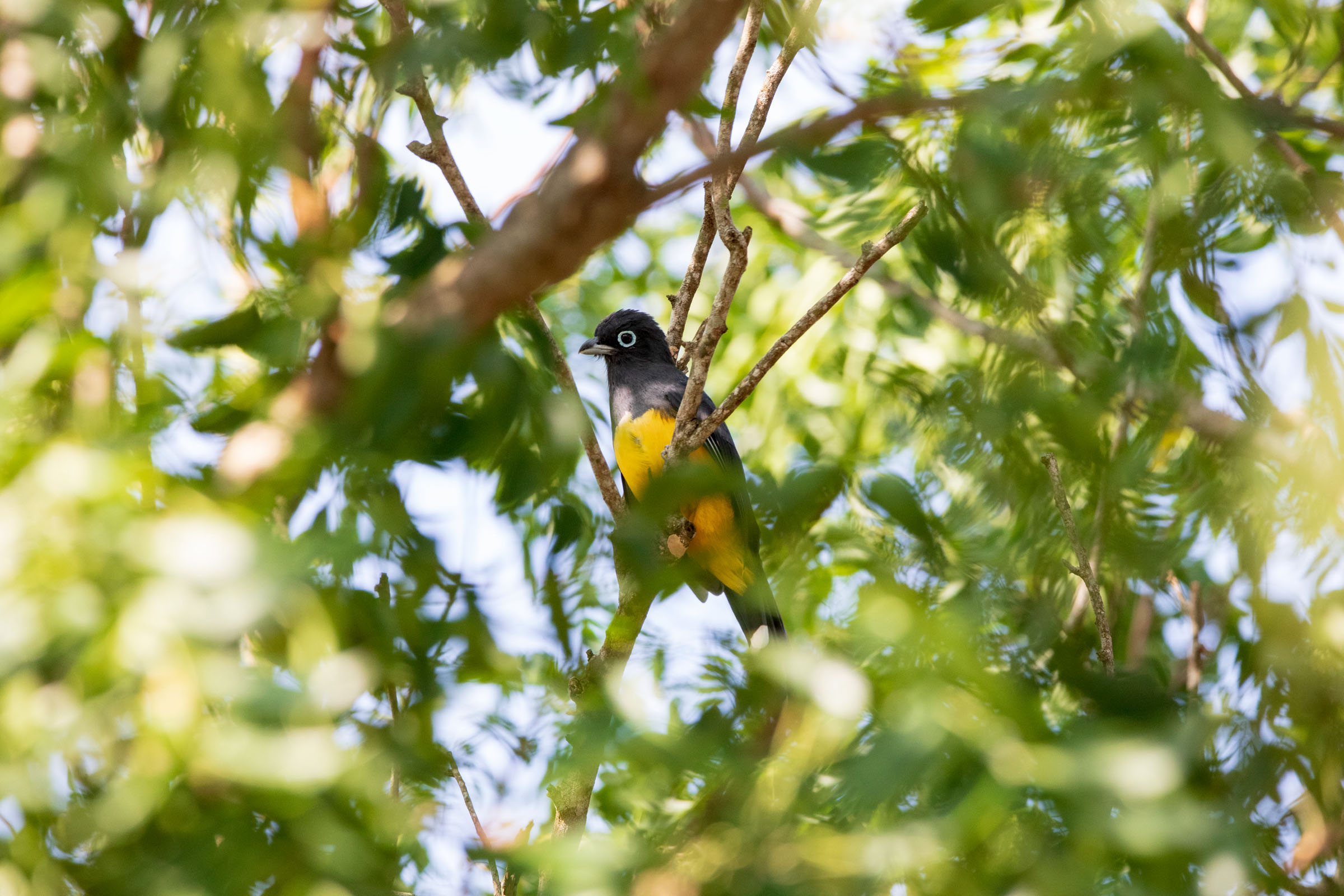 Coa Cabeza Negra (Trogon melanocephalus)