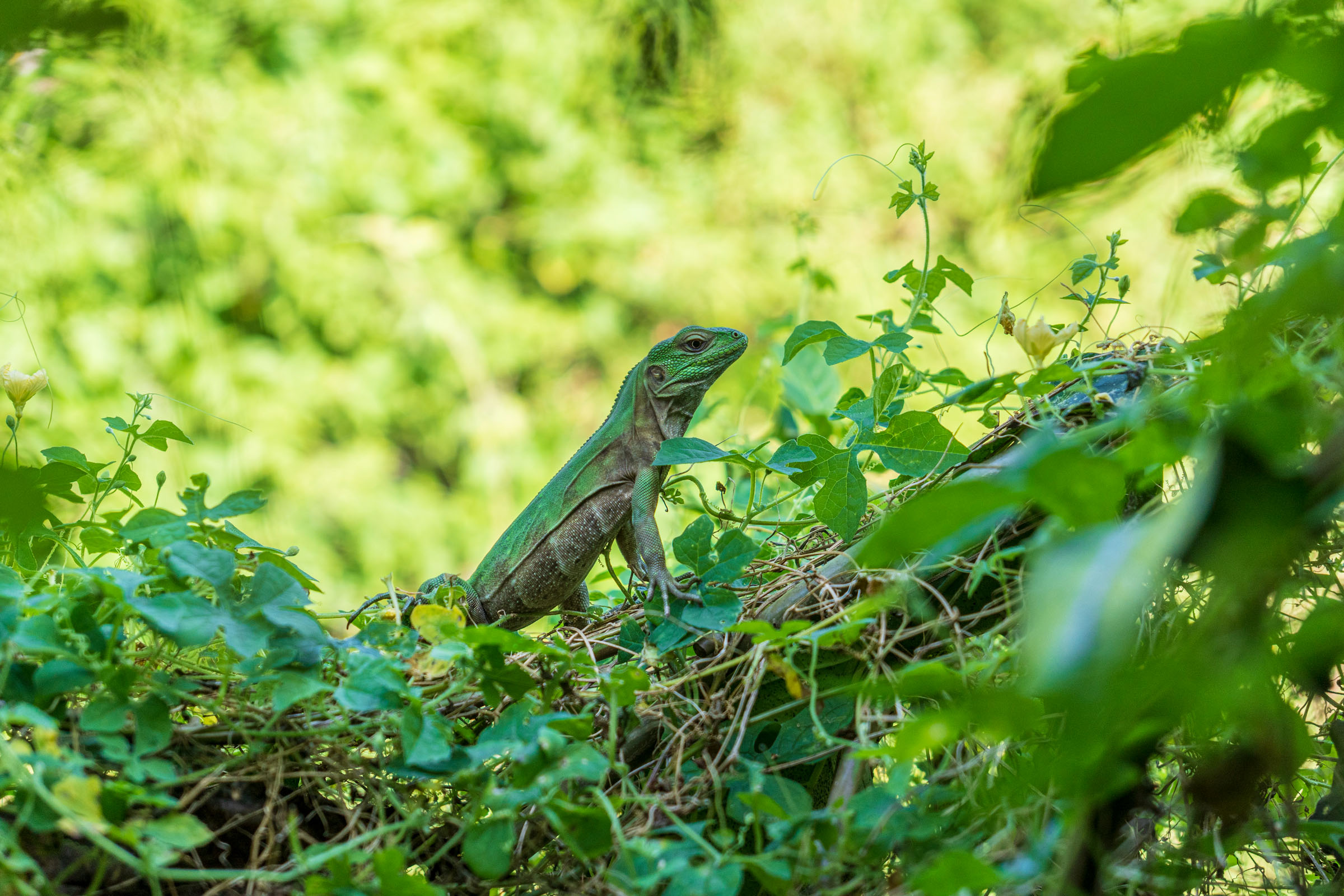 Iguana Verde (Iguana iguana)